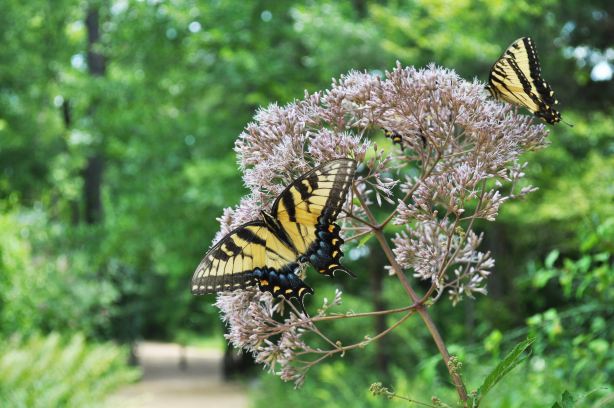 North Carolina Botanical Garden