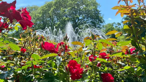 Columbus Park of Roses