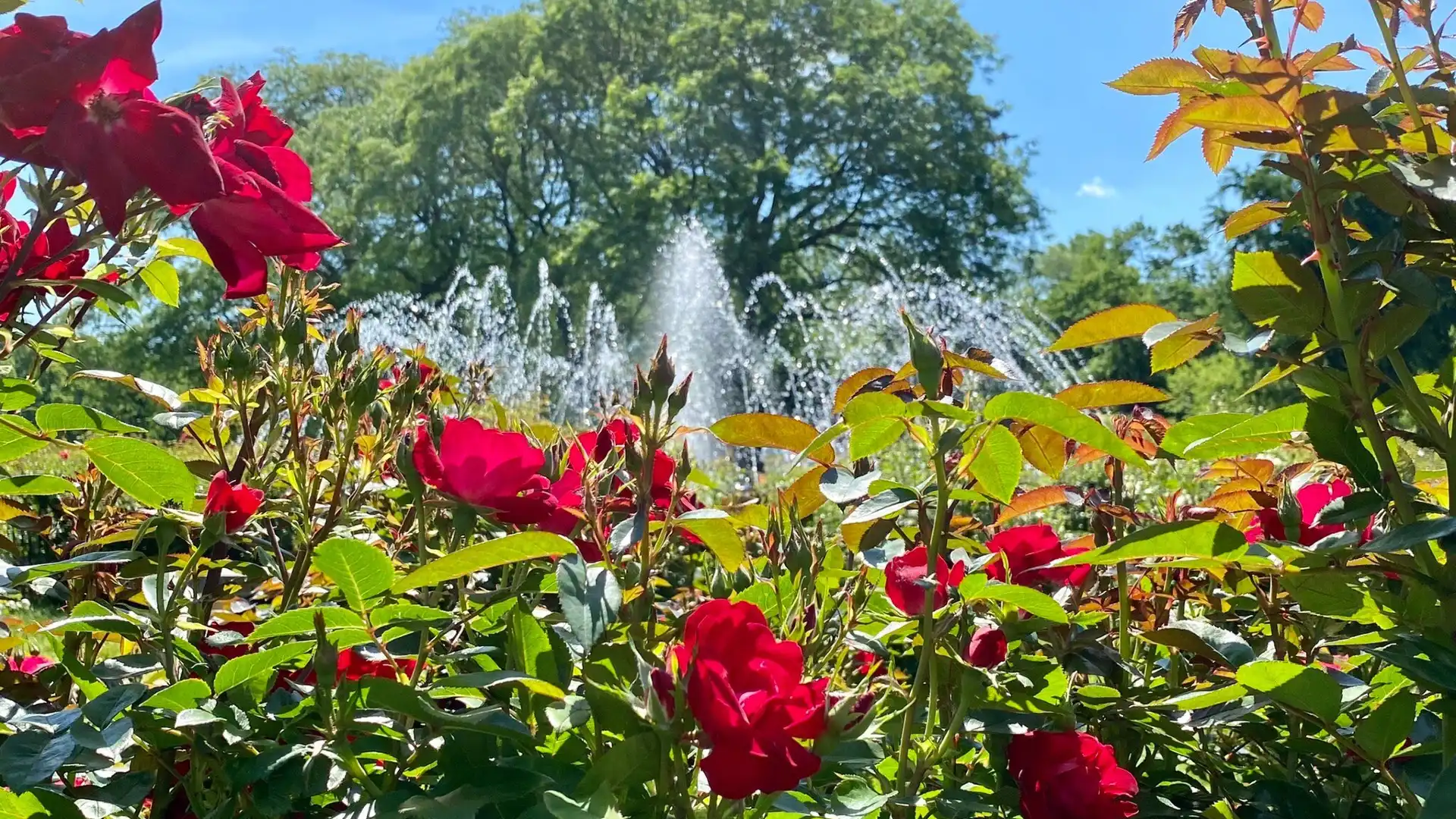 Hotels near Columbus Park of Roses