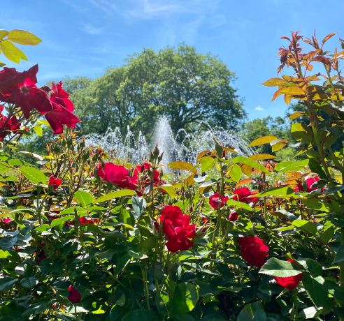Columbus Park of Roses