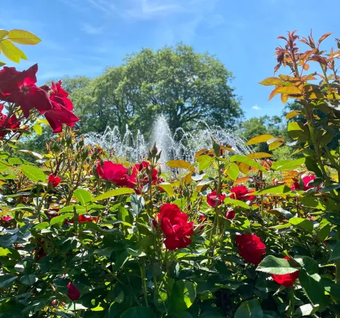 Columbus Park of Roses