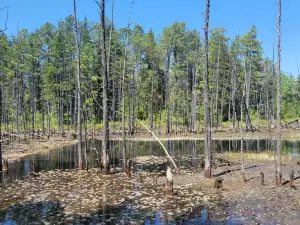 Wharton State Forest