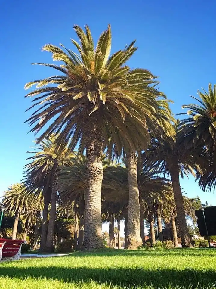 Hotels near Punta De Lobos