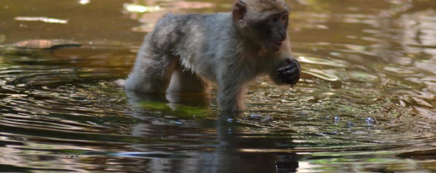 Monkey Forest