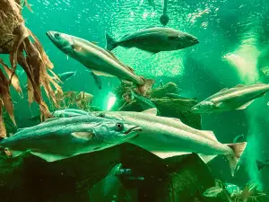 Macduff Marine Aquarium