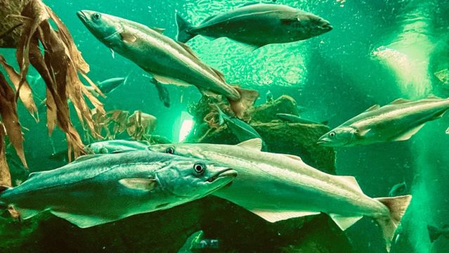 Macduff Marine Aquarium