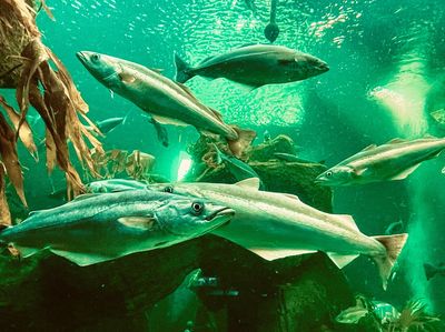 Macduff Marine Aquarium