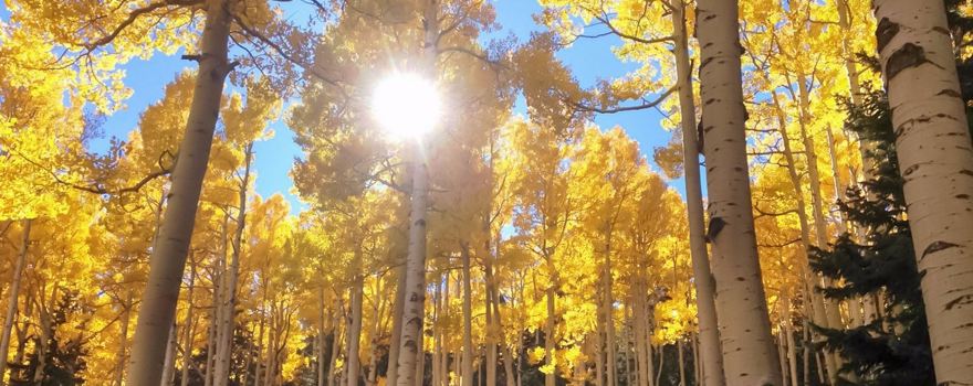 亞利桑那雪碗滑雪場