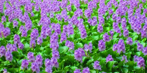 Tree of Life Wildlife Rescue Center and Botanical Gardens