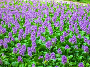 Tree of Life Wildlife Rescue Center and Botanical Gardens