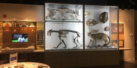Museum of Natural and Cultural History