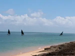 Dolphin Dhow Safaris