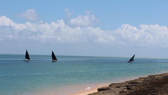 Dolphin Dhow Safaris