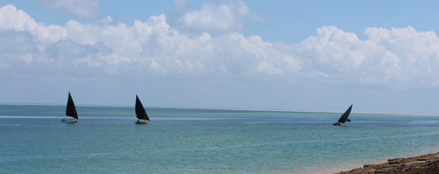 Dolphin Dhow Safaris
