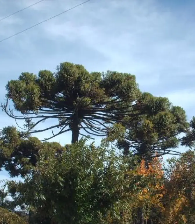 Nacimiento