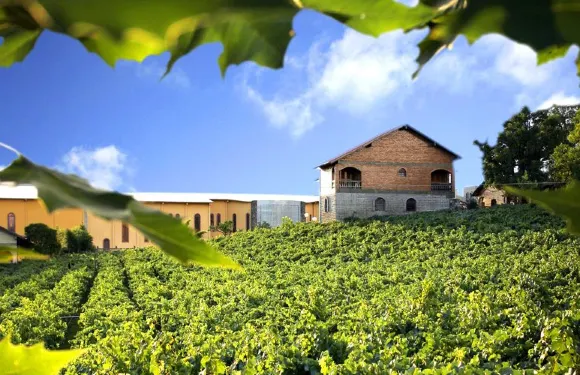 本圖貢薩爾維斯