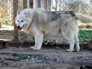 Saint Francis Wolf Sanctuary