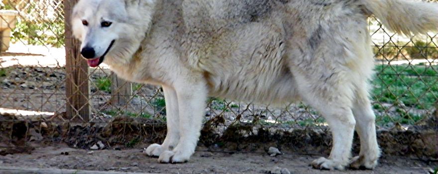 Saint Francis Wolf Sanctuary