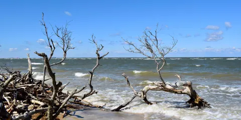 Savage Neck Dunes Dunes Natural Area Preserve