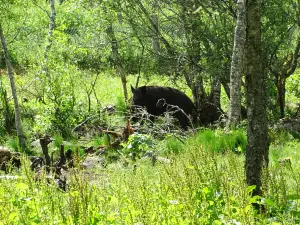 Ekehagens Forntidsby