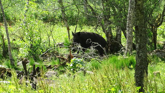 Ekehagens Forntidsby
