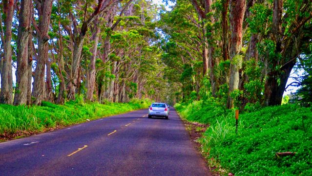 Tree Tunnel