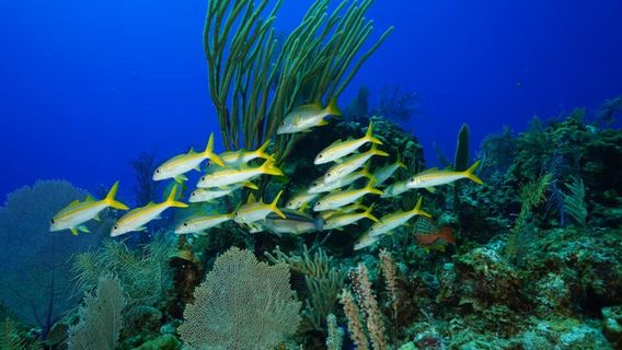 Bahamas Adventures Freeport