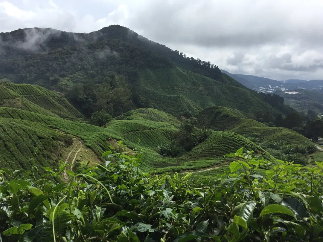 4_Discover Cameron Travel & Tour