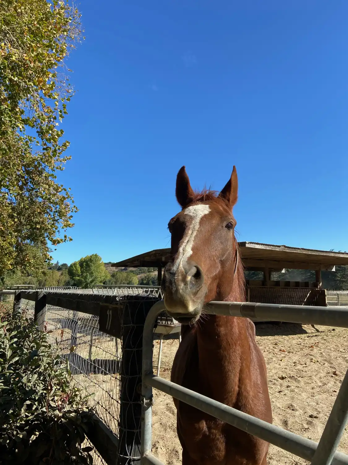 Hotel in zona California Horse Center on Flag Is Up Farms