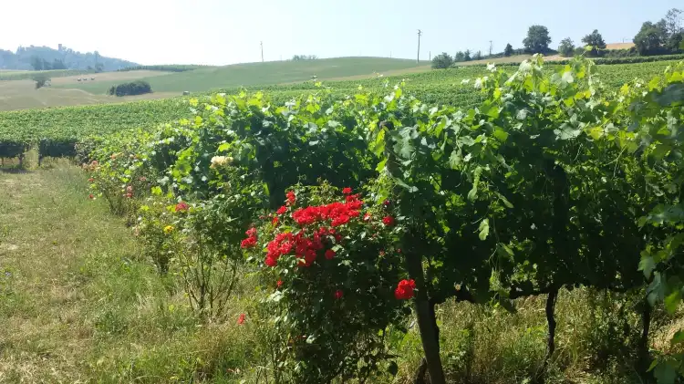 Hotels in Pozzol Groppo