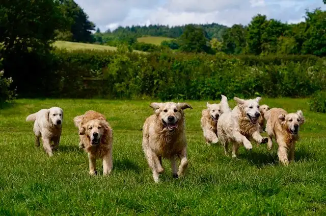 Hotels near The Golden Retriever Experience