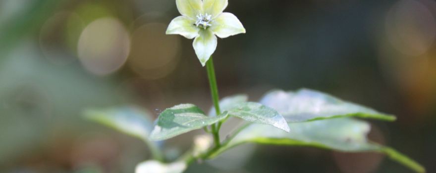 Green Land Spice Garden