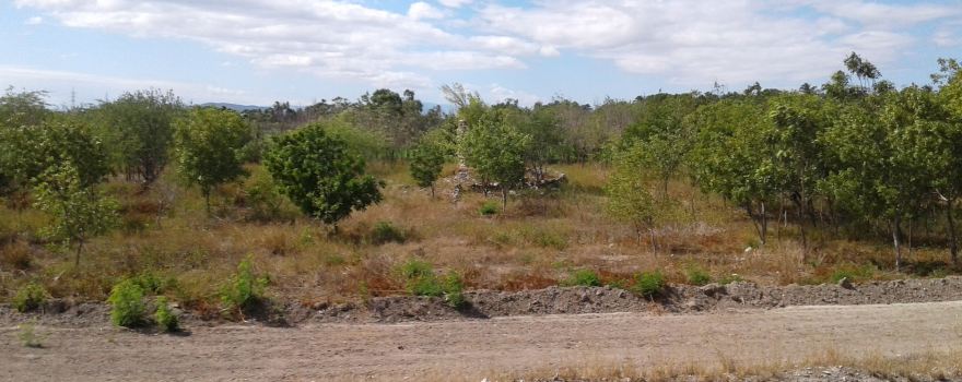Ruinas del Ingenio Cepi Cepi