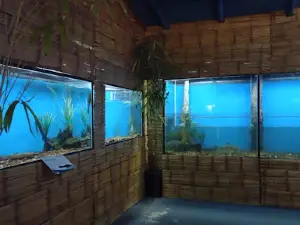 Acuario Pira Renda