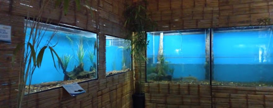Acuario Pira Renda