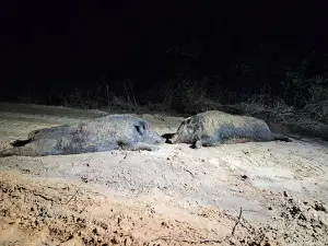 PIG PROBLEM INC. - Hog Hunting