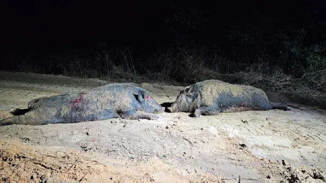 PIG PROBLEM INC. - Hog Hunting