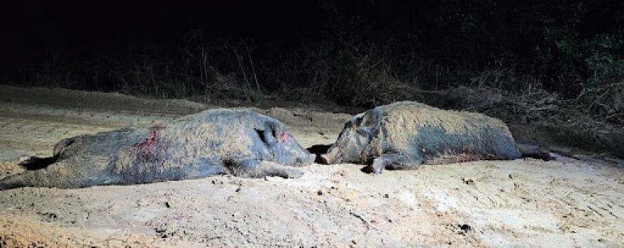 PIG PROBLEM INC. - Hog Hunting