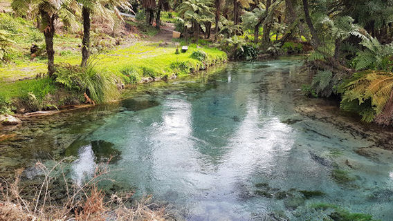 Taniwha Spring