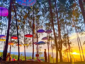 Wisata Hutan Pinus Lantolongke