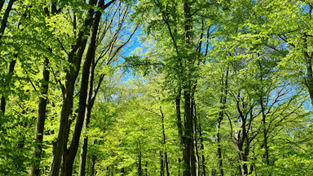 Kopiec Józefa Piłsudskiego