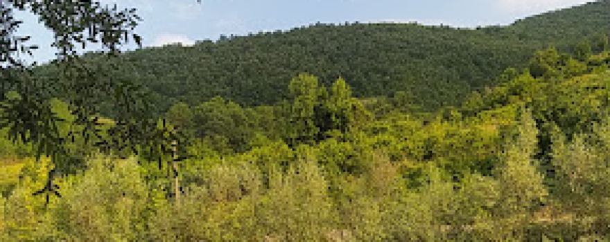 Piknik alanı