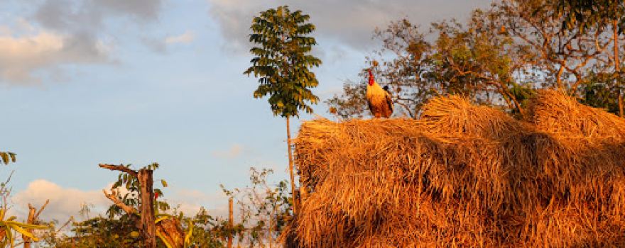 Kido Integrated Farm