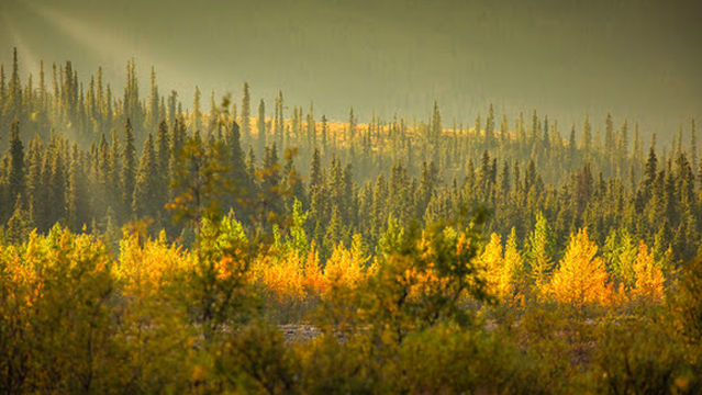 Teklanika River Campground
