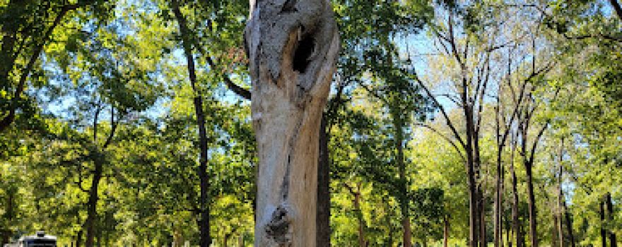 Pine Bluff Regional Park