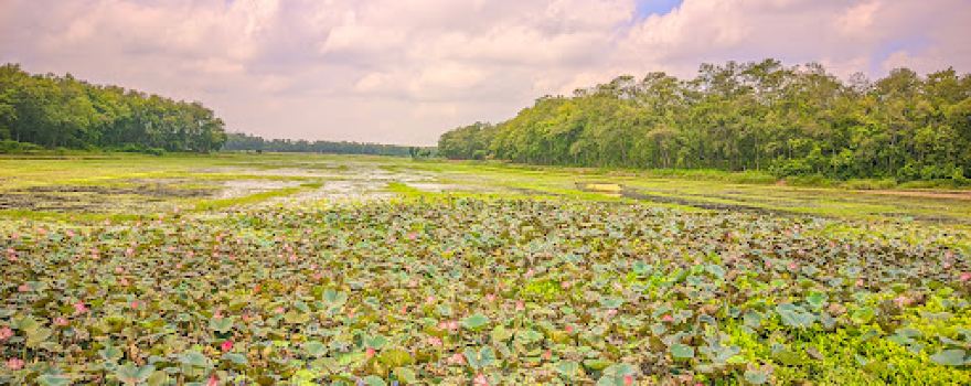 কাঠের ব্রিজ( Wood Bridge)