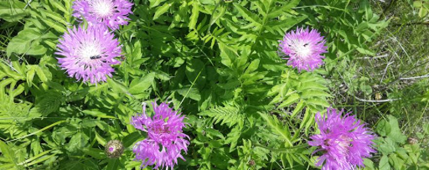 садоводческое товарищество Виктория