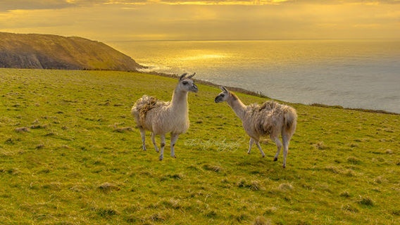 Skrinkle Haven Beach