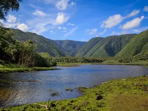 Kohala Forest Reserve