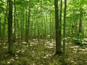 Clyde and Martha Williams Nature Preserve